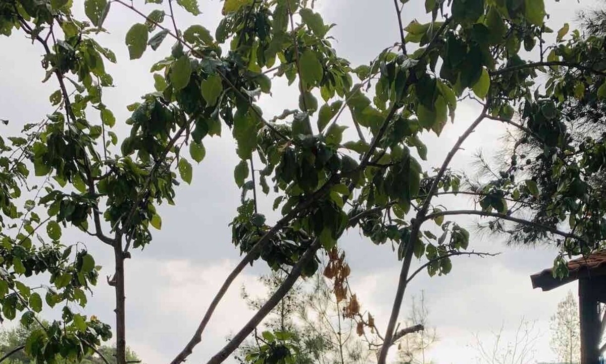 Troodos Mountains | Vasa Koilaniou