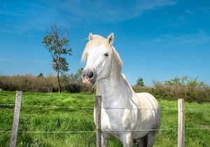 Apartment Résidence de la Plage - IRU153 by Interhome