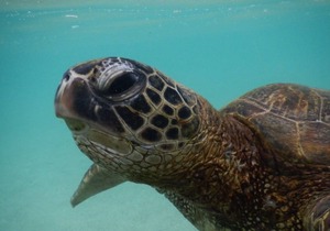 Beautiful Koolina ground floor Villa Bikes, Beach Gear, close walk to beach!