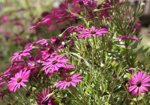 Bed and Breakfast "La Vela"