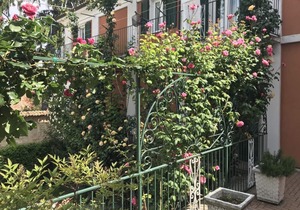 Bed and Roses "Meni"