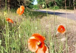 Domek nad jeziorem/Seehaus 1B (Sławno/Łętowo)