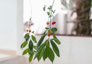 Fragrant Apt with Private Garden in Historic Graça