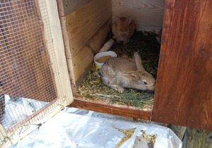 Holiday home the farm