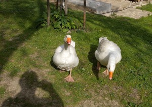 Holiday home the farm