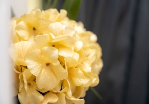 Nomad's Netto & Subway - Comfy Studio