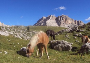 Residence Klementhof