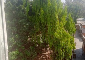 The Peace Palace Shanti bhawan