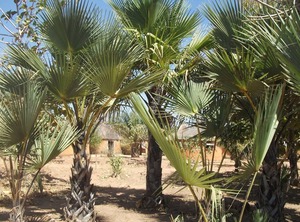 Boxes People | Banfora