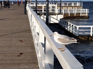 Cztery Oceany | Przymorze