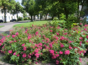 Rosenflair | Schonebeck