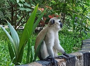 Garden Hostel | Arusha