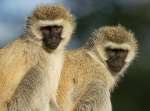 Garden Hostel | Arusha