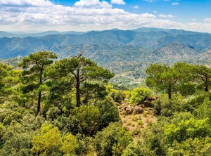 Coral Olympus Hera | Pegeia