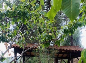 Troodos Mountains | Vasa Koilaniou