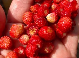 Rila Samokov | Samokov