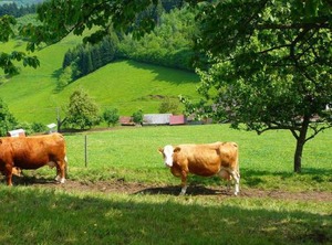 Ziegelhof | Schuttertal