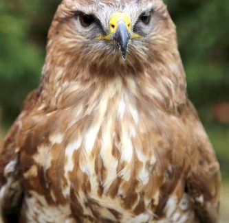 Fertorakos Apartment | Ölyv