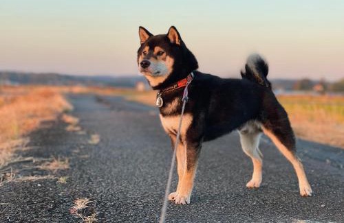 Morioka House | かわのそば