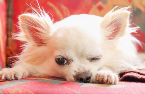 Akita House | みんなの実家門脇家