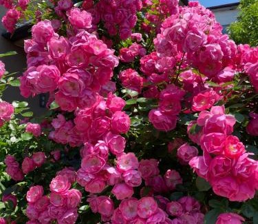 Suwa Apartment | 一組貸切宿 岡村 弐番館 limited to 1group per day 一棟まるまる貸切