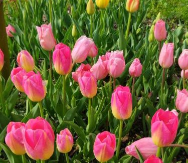 Suooshima House | 古民家宿郷の家