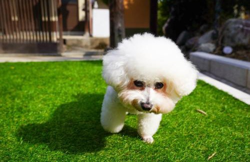 Shiga Prefecture Apartment | 和風グランピング LYS AIBA House 一 わんちゃんと泊まれる一棟貸古民家一Japanese Style Glamping Dog Friendly Private Villa