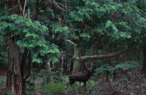 Kirishima House | 星空に包まれる 森の隠れ家 Amrita Lodge ~stay & retreat~