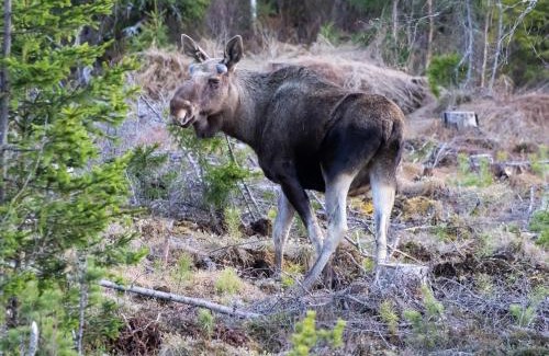 Ljordal Apartment | 16 - Fulufjellets nasjonalparker - Natur-, dyre- og fugleopplevelser