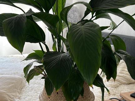 Herrenhausen House | 1Zim Vermietung für Messe Gäste
