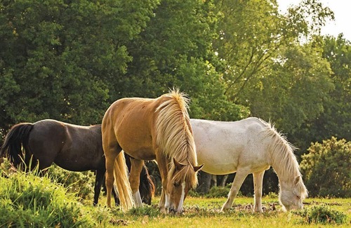 New Forest District House | 2 bedroom accommodation in Godshill, Fordingbridge