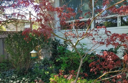 Norseman Heights House | 2 Bedroom pet friendly house with garden close to transit.