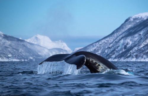 Tromso Boat Rental | 24hrs Northern Lights & Whale Watching Cruise