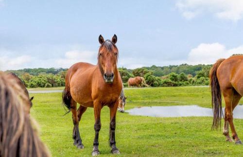 New Forest District House | 4 Bed in Redlynch 82799