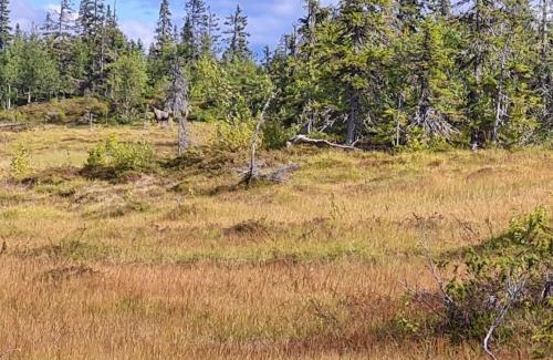 Rorvattnet House | 4 person holiday home in Föllinge