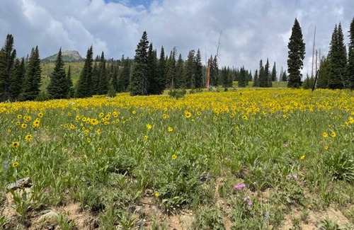 Silver Gate Cabin | 5 minutes from Yellowstone, on Soda Butte Creek, Fishing 40' away