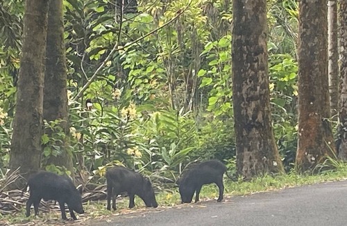Kurtistown House | A Rainforest Retreat 20 minutes to Hilo and Volcano National Park