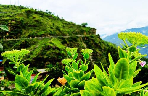 Kumharsain House | Aastik guest House