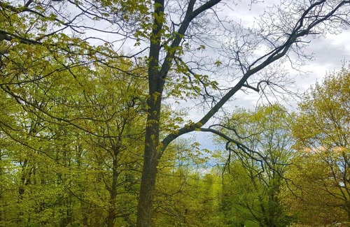 Georgina Cottage | Absolutely Stunningly Beautiful, Private and Secluded Cottage 40 Minutes from Toronto!