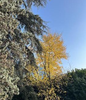 Scarzara Bed & Breakfast | Acero Giallo