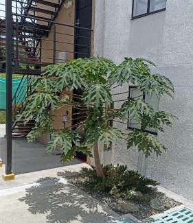 La Tebaida Apartment | Acogedor fresco iluminado rodeado de naturaleza apartasol en el Quindío