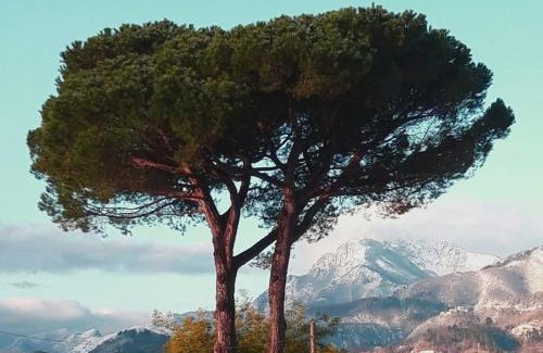 Castelvecchio Pascoli House | Affittacamere La Foresta di Sopra