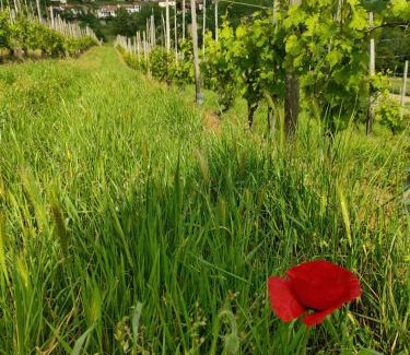 Aramengo House | Affittacamere San Rocco