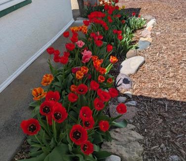 Montrose House | AG House, Recreaters,Work Remote, Surgery, Healing ADA, Pets, Parking