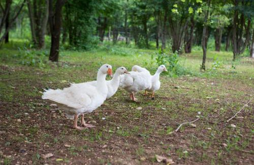 Cormons House | Agriturismo Borg da Ocjs