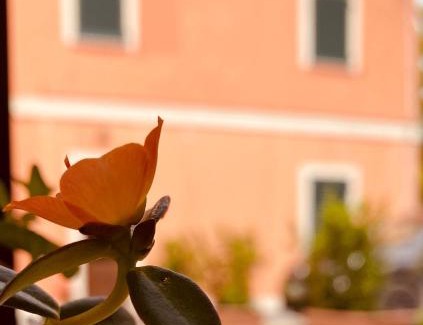 Villa Musone House | Agriturismo Rossococomero
