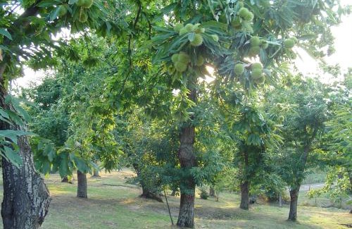 Arcidosso House | Agriturismo Sorripe