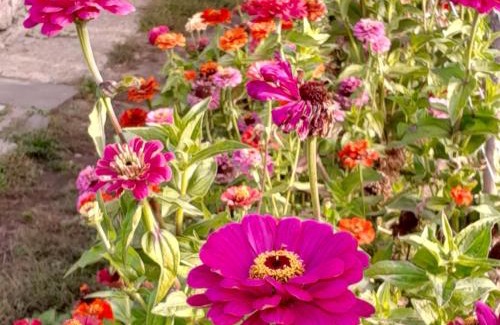 Tsalka House | Agro House Mezge - აგროსახლი მეზგე