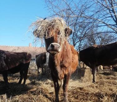 Nemesbuk Other | AgroPing Korosajt Műhely