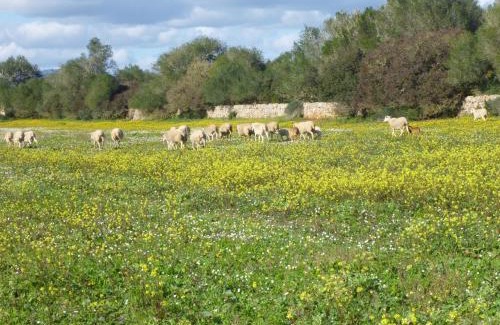 Campos House | Agroturisme Son Llado